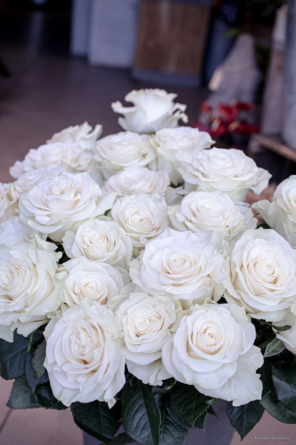 Bouquet de Roses (couleurs au choix) - Rose/Blanche/Orange - Dame Nature